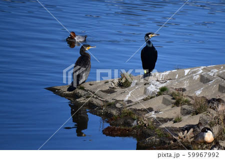 右顔。右足に黄色カラーリング、左足メタルリング、放鳥されて4年9カ月経過のカワウ。シャキッとした立姿 右顔。右足に黄色カラーリング、左足メタルリング、放鳥されて4年9カ月経過のカワウ。シャキッとした立姿 59967992