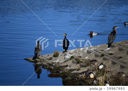 左顔。右足黄色カラーリング、左足メタルリング、放鳥されて4年9カ月経過のカワウ。シャキッとした立姿 59967993