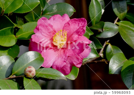 三鷹中原に咲くピンクのカンツバキ 59968093