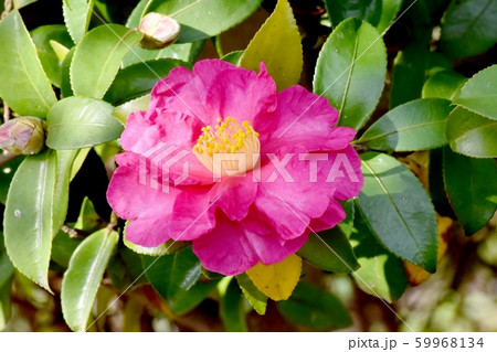 三鷹中原に咲くピンクのカンツバキ 59968134