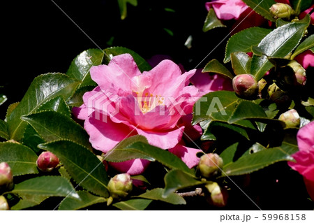 三鷹中原に咲くピンクのカンツバキ 59968158