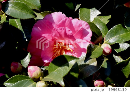 三鷹中原に咲くピンクのカンツバキ 59968159