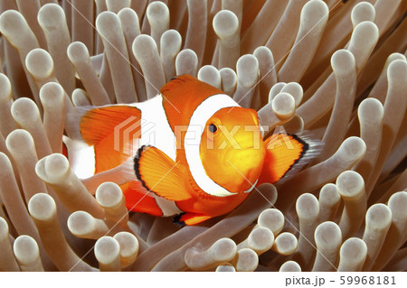 Clown Anemonefish, Amphiprion percula 59968181