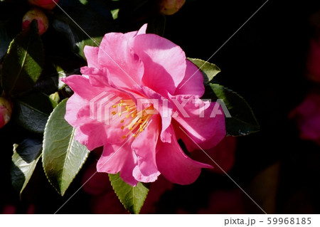 三鷹中原に咲くピンクのカンツバキ 59968185