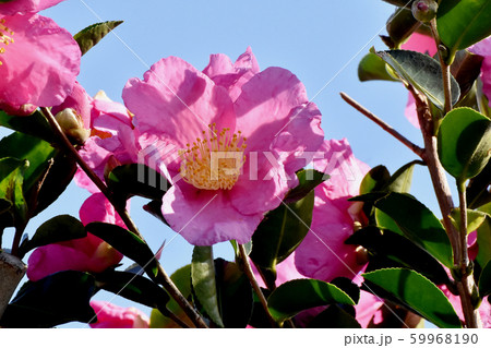 三鷹中原に咲くピンクのカンツバキ 三鷹中原に咲くピンクのカンツバキ 59968190