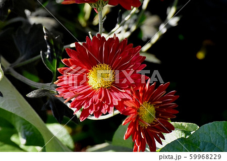 三鷹中原に咲く赤いキクの花 三鷹中原に咲く赤いキクの花 59968229