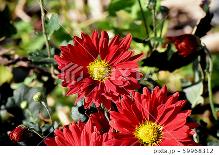 三鷹中原に咲く赤いキクの花の写真素材