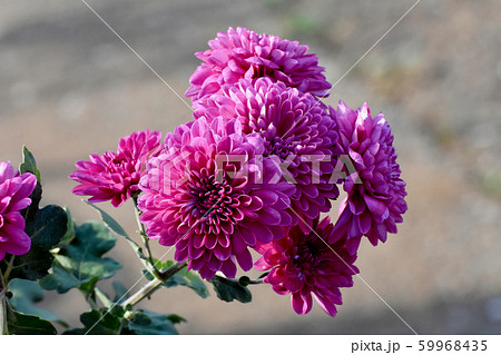 三鷹中原に咲くピンクのキクの花 59968435