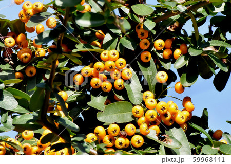 三鷹中原になるオレンジ色のピラカンサ（タチバナモドキ）の実 59968441