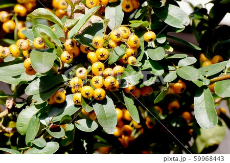 三鷹中原になるオレンジ色のピラカンサ（タチバナモドキ）の実 59968443