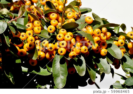 三鷹中原になるオレンジ色のピラカンサ（タチバナモドキ）の実 59968465
