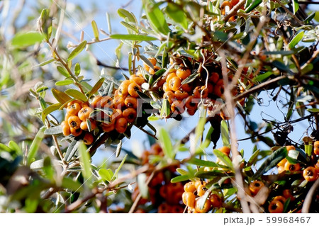 三鷹中原になるオレンジ色のピラカンサ（タチバナモドキ）の実 59968467