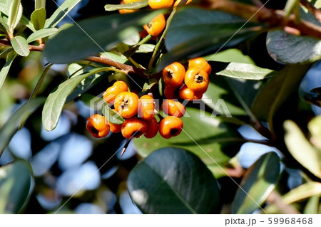 三鷹中原になるオレンジ色のピラカンサ(タチバナモドキ)の実 三鷹中原になるオレンジ色のピラカンサ(タチバナモドキ)の実 59968468