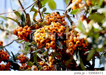 三鷹中原になるオレンジ色のピラカンサ(タチバナモドキ)の実 三鷹中原になるオレンジ色のピラカンサ(タチバナモドキ)の実 59968471