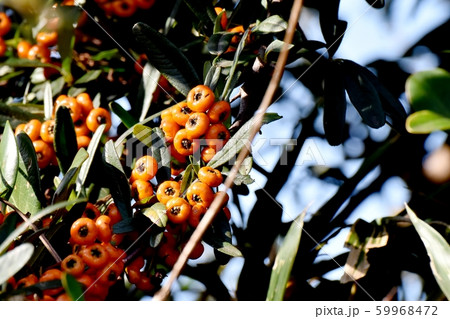 三鷹中原になるオレンジ色のピラカンサ（タチバナモドキ）の実 59968472
