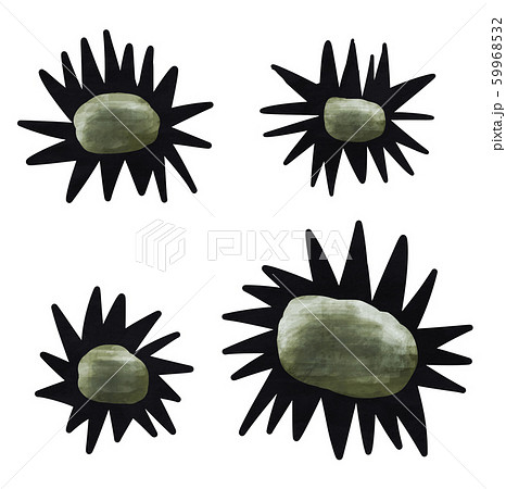 空っぽのウニ 食後 すかすか 空っぽのウニ 食後 すかすか 59968532