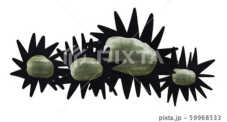 中身のない　ウニ 59968533