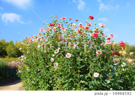 ダリアの花 ダリアの花 59968592