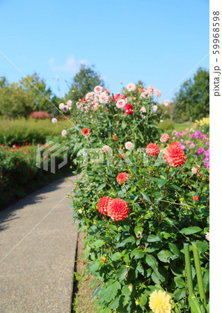 ダリアの花 59968598