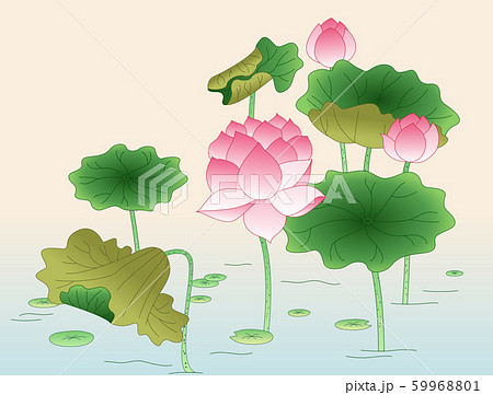 蓮の葉 花 ピンクの花のイラスト素材