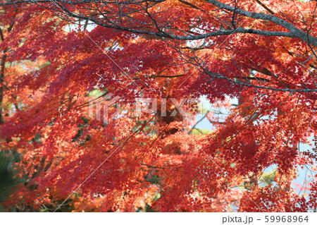 吉野山　紅葉 59968964