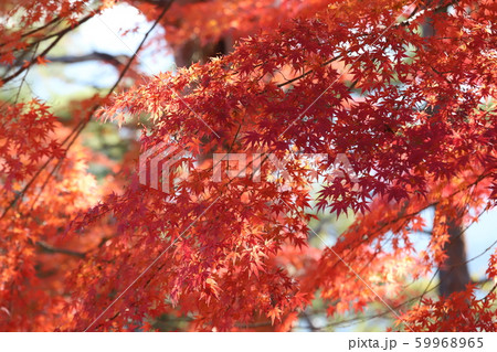 吉野山　紅葉 59968965