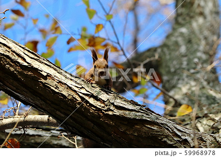 秋のエゾリス 59968978