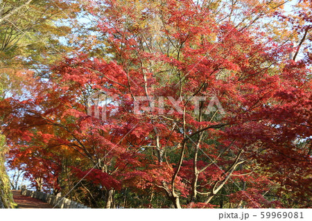 吉野山 紅葉 吉野山 紅葉 59969081
