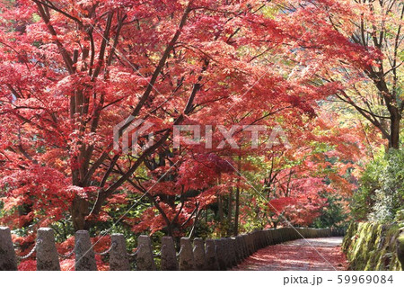 吉野山　紅葉 59969084