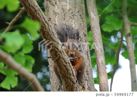 秋のエゾリス 59969177