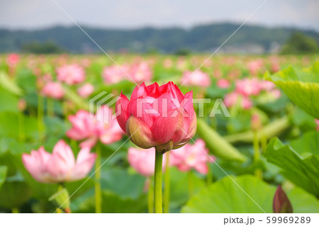伊豆沼の蓮 59969289