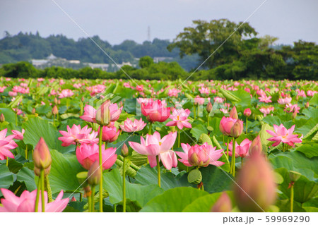 伊豆沼の蓮 伊豆沼の蓮 59969290