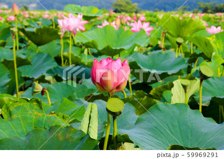 伊豆沼の蓮 59969291