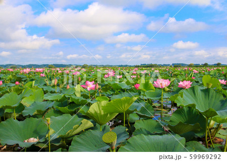 伊豆沼の蓮 伊豆沼の蓮 59969292