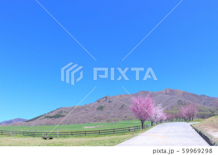 桜の咲く道 59969298