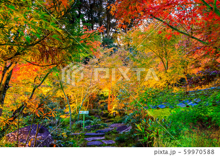 高野寺の紅葉ライトアップ　【佐賀県武雄市】 59970588