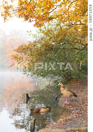 イギリス　紅葉　秋　水鳥 59971059