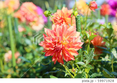 ダリアの花 ダリアの花 59971928