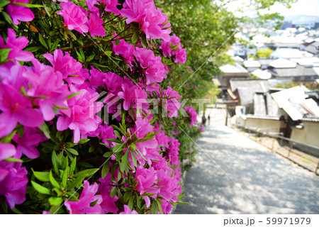 岡山県倉敷市 阿智神社の椿と階段 岡山県倉敷市 阿智神社の椿と階段 59971979