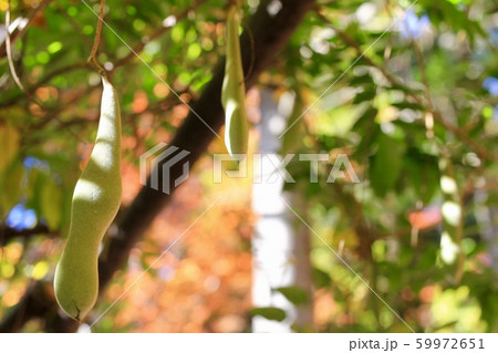 紅葉シーズンのフジの豆 59972651