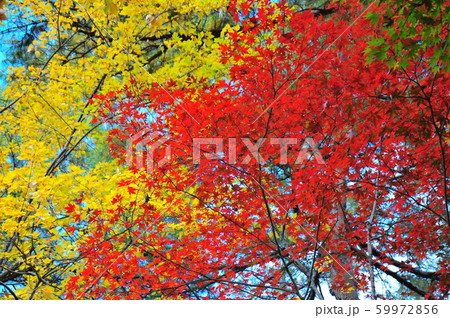 カラフルな秋色饗宴　　真っ赤なモミジと黄色い葉 59972856