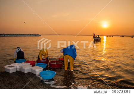 海岸 ビーチ 海岸線 59972895