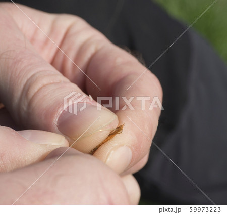 close up macro man hands focusing on tied up fishing line end for angling close up macro man hands focusing on tied up fishing line end for angling 59973223