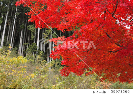 紅葉・武田尾 59973566