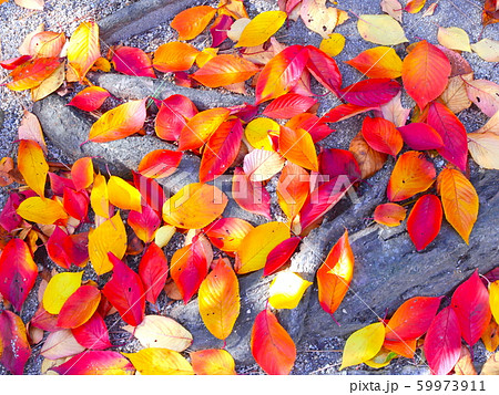 夙川公園、苦楽園口付近の桜紅葉 59973911