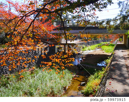 夙川公園、苦楽園口付近の桜紅葉 59973915