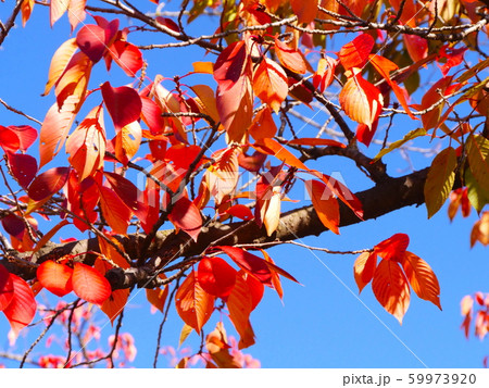 夙川公園、苦楽園口付近の桜紅葉 59973920