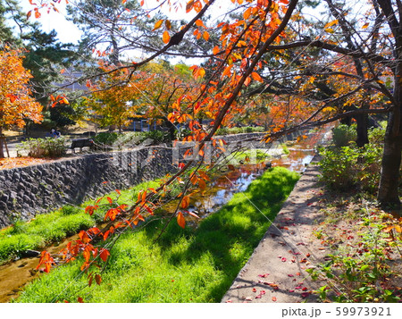 夙川公園、苦楽園口付近の桜紅葉 夙川公園、苦楽園口付近の桜紅葉 59973921