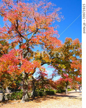 夙川公園、苦楽園口にある大きな三本ナンキンハゼの紅葉 夙川公園、苦楽園口にある大きな三本ナンキンハゼの紅葉 59973925
