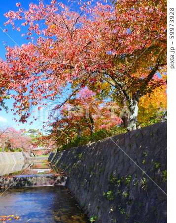 夙川公園、苦楽園口付近の桜紅葉 59973928